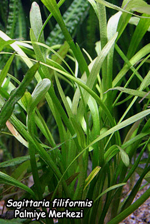 sagittaria_filiformis.jpg