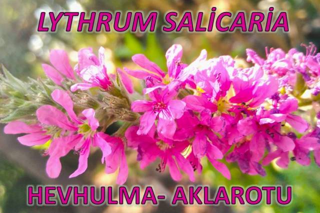 uploads/09072025115317/Lythrumsalicaria.jpg